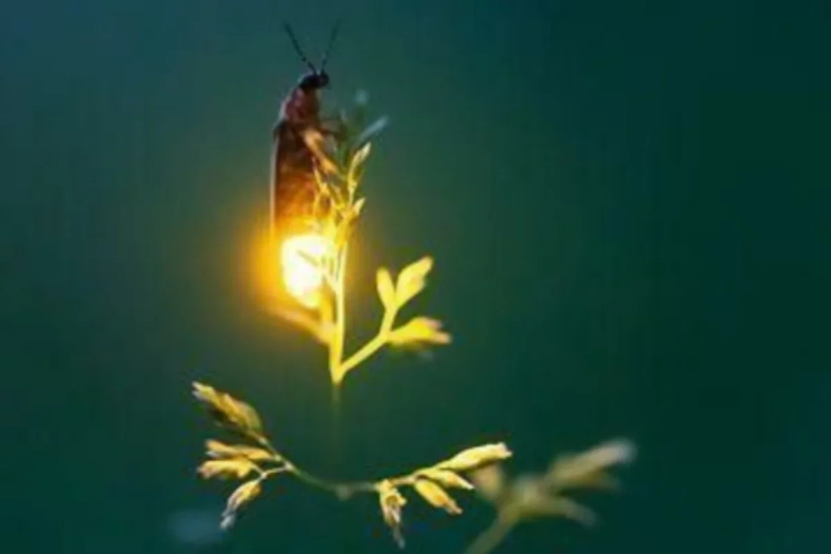 Inshot 20251203 101503085