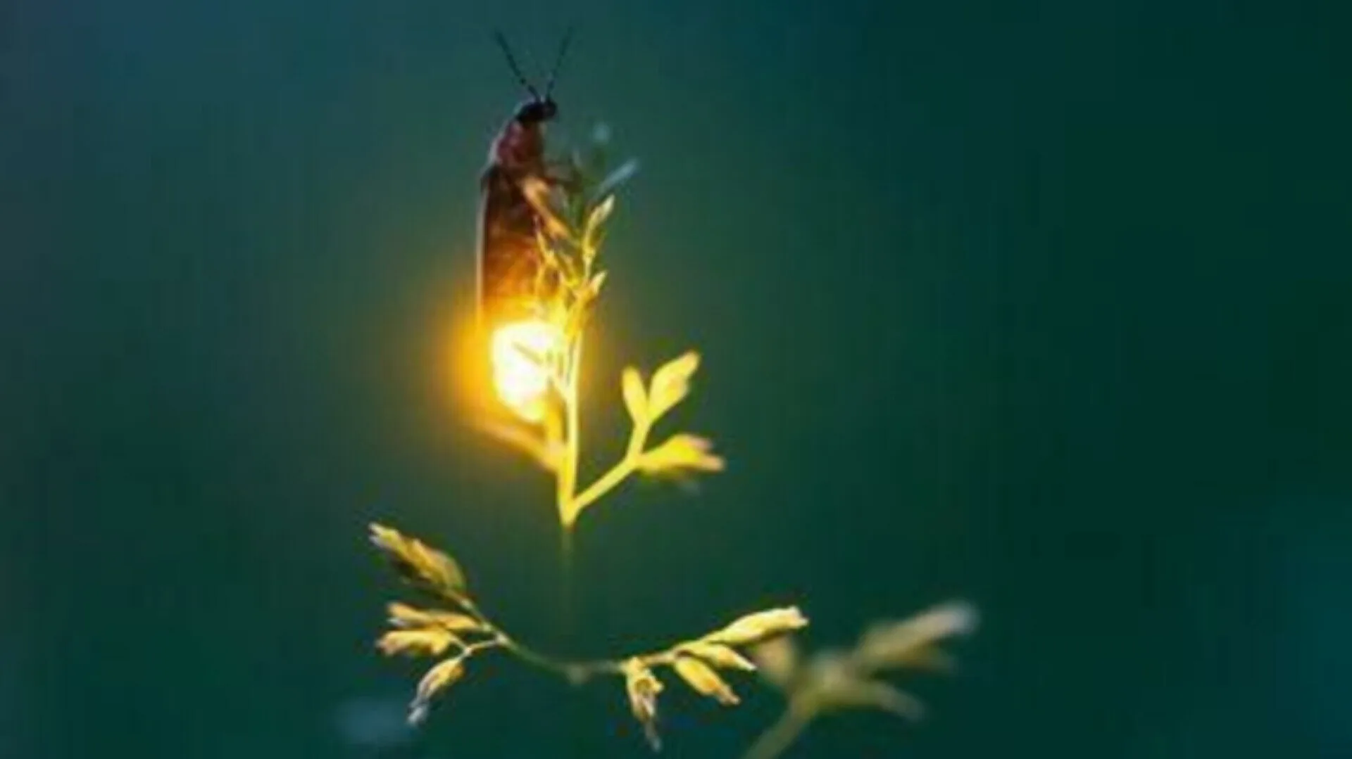 Inshot 20251203 101503085