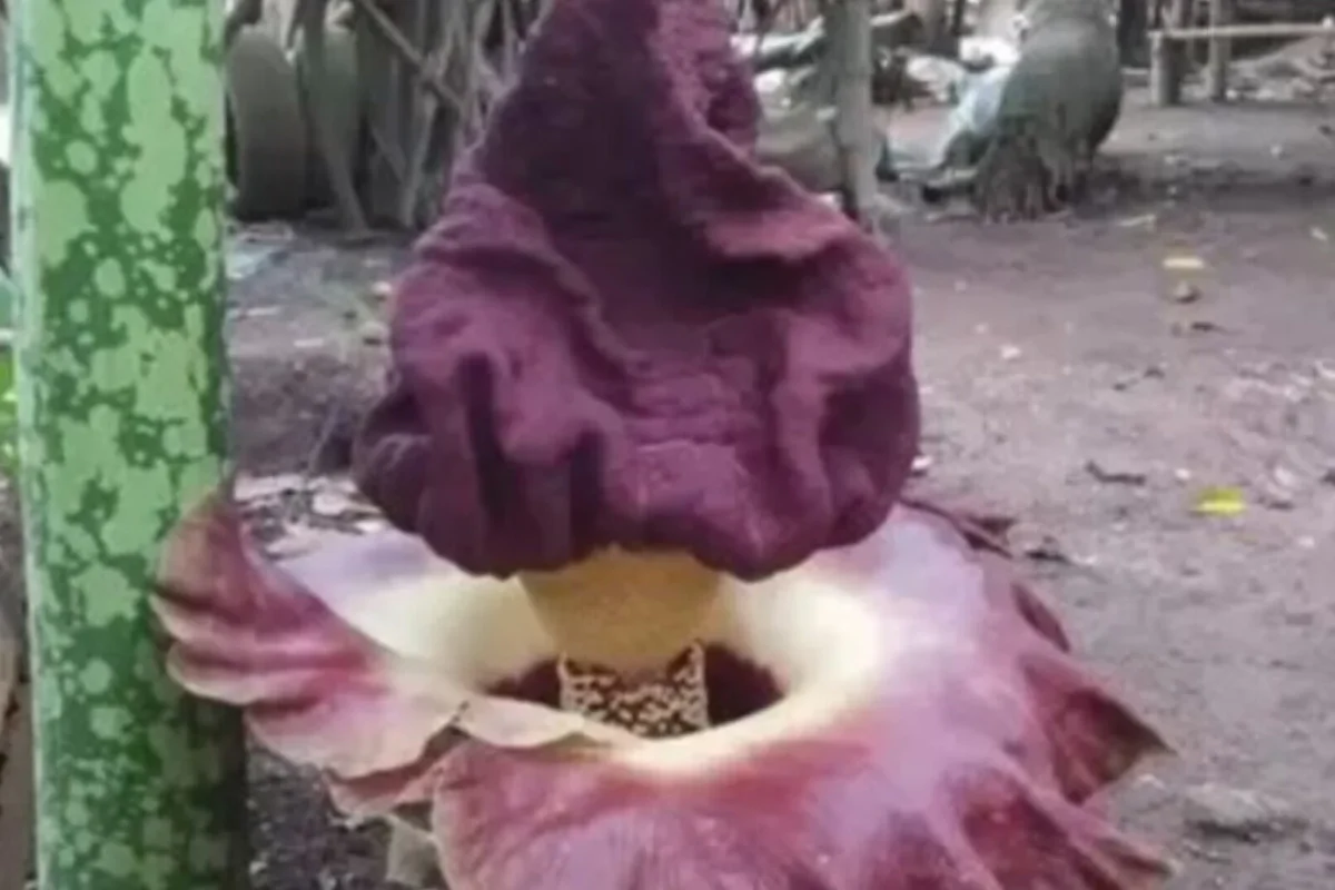 Inshot 20251209 135331668