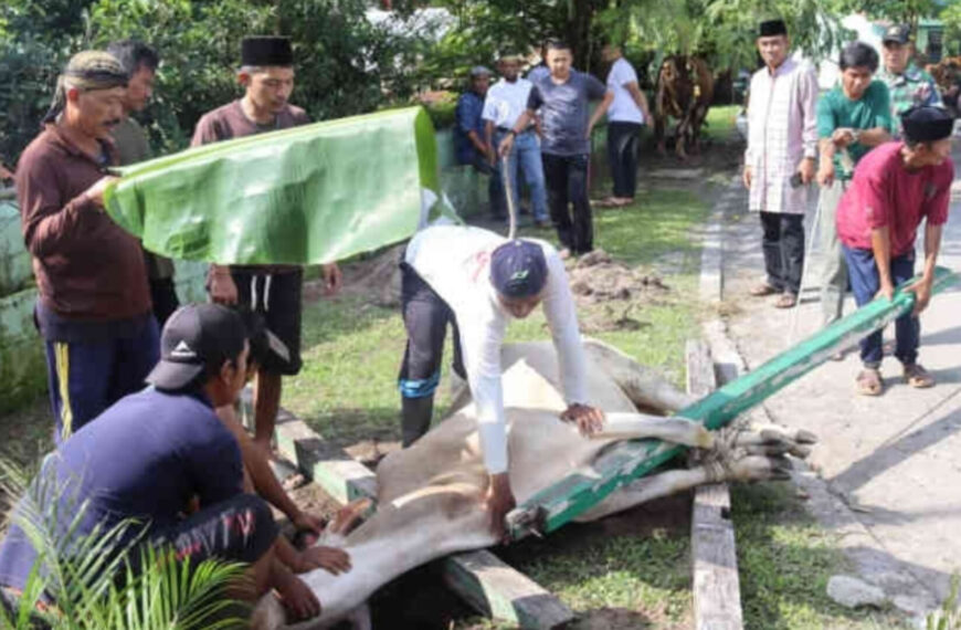 PWI Belitung Sembelih Sapi Kurban Bantuan&hellip;